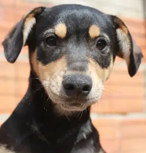 Süßes Hundebaby Emre!