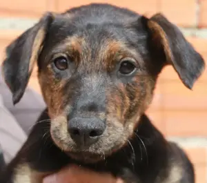 Süßes Hundebaby Esther!