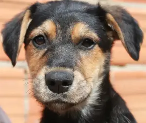 Süßes Hundebaby Esme!