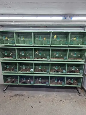 Zuchtanlage Zuchtboxeb