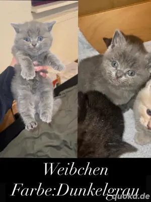 Bkh babykatzen