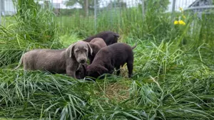7 süße Labradorwelpen suchen ein neues Zuhause 