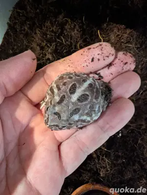 ceratophrys cranwelli MUTANT pacman!!!
