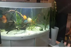 Aquarium von Juwel