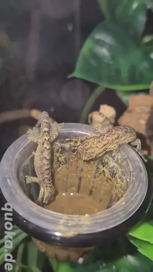 Jungferngecko Bild 5