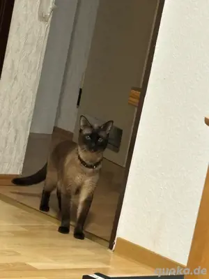 1,5 jahre alter Siam Kater 