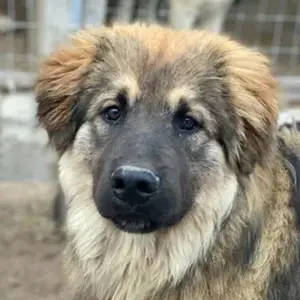 Felix, geb. ca. 03 2024, lebt in GRIECHENLAND, im städt. Tierheim Serres