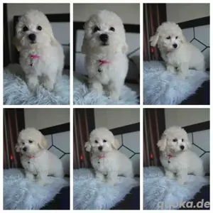 Bichon Frise Welpen verfügbar!