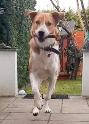 Buddy - hofft auf ein Happy-Home 