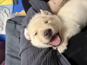 Labrador Welpen 