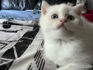 Baby Katze bkh Britisch Kurzhaar