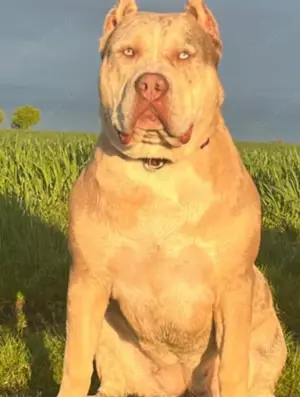 Wunderschöne American Bully Xl Welpen 