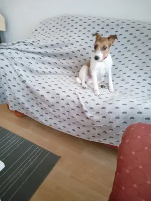 Parson Jack Russel 