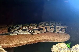 Königspython 1.0 Python regius