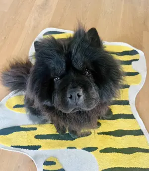 Chow-Chow sucht dringend Zuhause!!!