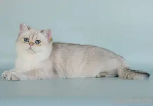 BKH-Ragdoll Kitten mit Zubehör  Bild 9