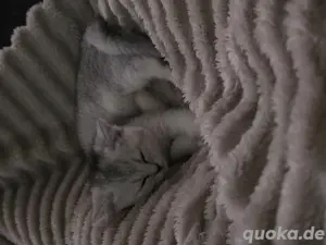 Reinrassige BKH kitten 