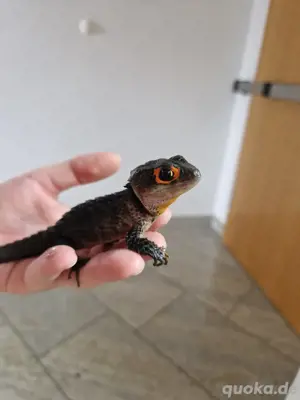 Rotaugen Buschkrokodil (Tribolonotus gracilis) Bild 8