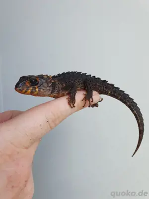 Rotaugen Buschkrokodil (Tribolonotus gracilis) Bild 2