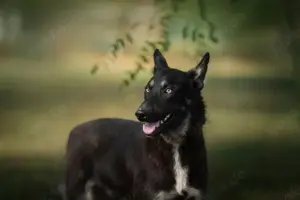 *YONDU*: freundlich, sozial, leinenführig, mag Beschäftigung und die Nähe des Menschen 