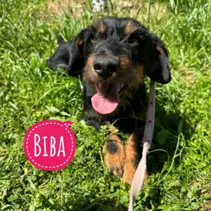 Biba, süsse und liebe Rauhaardackel   Deutscher Jagdterrier Hundedame