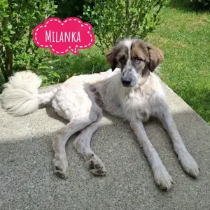 Milanka, wunderschöne Tornjak   Collie Mischlingshündin 