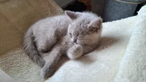 BKH britisch kurzhaar mit Stammbaum lilac kitten weibliche Mädchen 