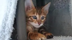 Toyger Kätzchen Bild 5