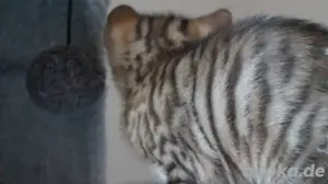 Toyger Kätzchen Bild 3