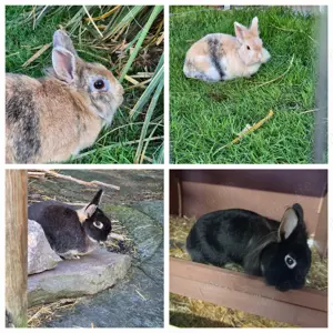 4 Zwergkaninchen suchen neues Zuhause 