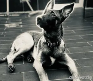 süse malinois maus abzugeben 