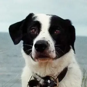 Speckbert, geb. ca. 02 2021, lebt bei einer Familie in 58636 Iserlohn