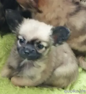 Chihuahua Hündin 