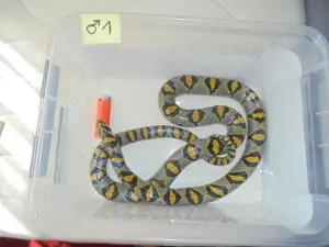 Gebe ab 2,4 Mandarinnattern