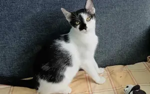 Traum-Kater Rocky sucht Zuhause!