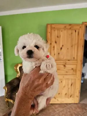 Bichon Frise Welpen 5 Hündinnen 