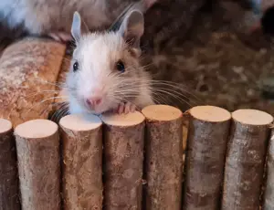 Degus suchen ein schönes neues Zuhause!