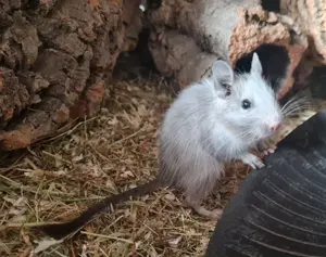 Degus suchen ein schönes neues Zuhause!