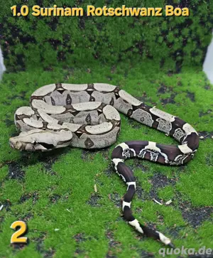 Surinam Rotschwanz Boa  Bild 5