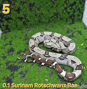 Surinam Rotschwanz Boa  Bild 4