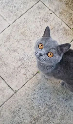 BKH Mix Kitten suchen liebevolles Zuhause