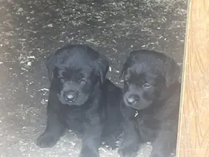 Labrador Welpen m. Papiere
