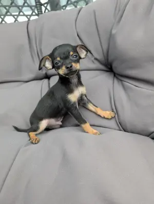 Russkiy toy Terrier Welpen abgabebereit!!