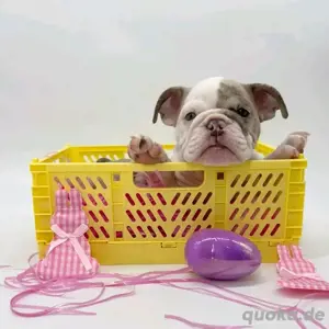 Wunderschöne englische Bulldoggenwelpen