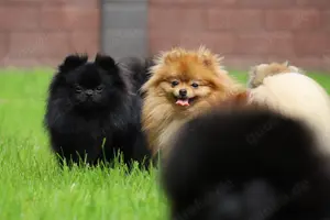 Ivy, wunderschöne Pomeranian   Deutscher Zwergspitz, Hündin mit Ahnentafel, für Zucht geeignet