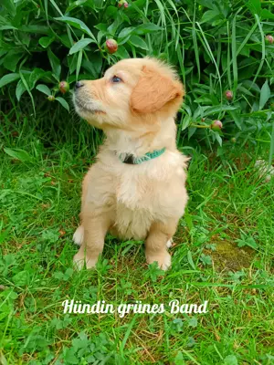 Golden Retriever Welpen reinrassig 