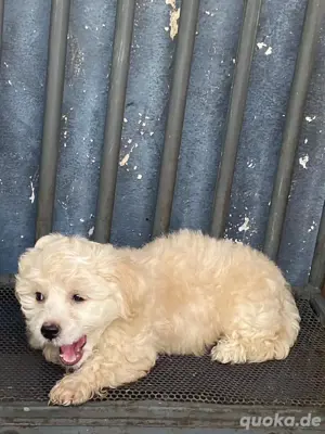 Sehr süße maltesische Bichons