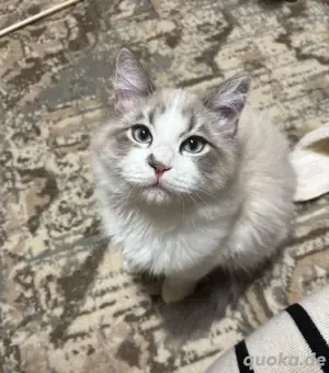 Ragdoll-Siam Mix 11 Monate