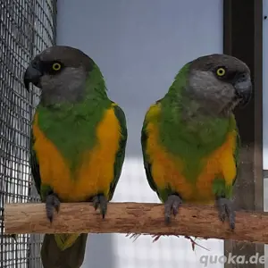 Mohrenkopfpapageien 