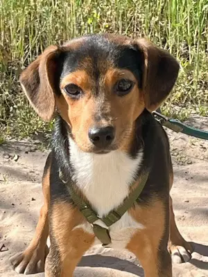 Aranka sucht ein Zuhause